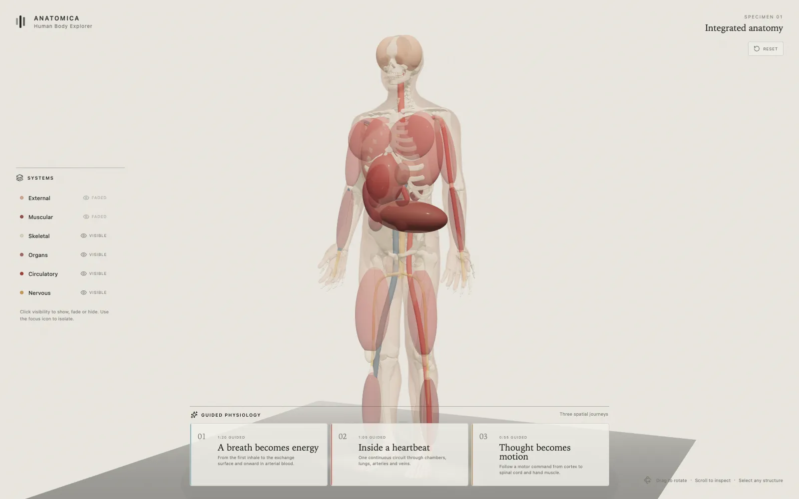 Screenshot: Anatomica