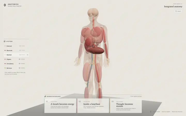 Anatomica